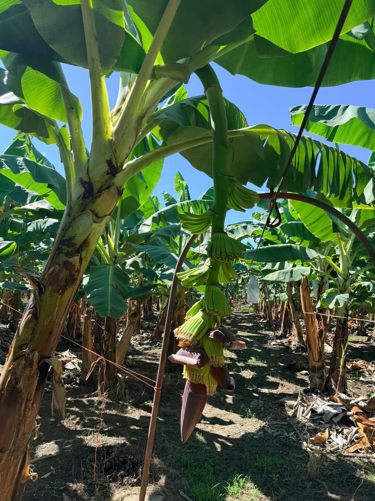 Planta de banano con su flor, la bellota, en una de las fincas de BricTerra en Coahuayana